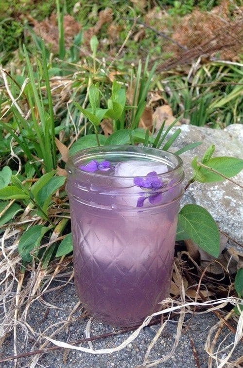 8 Remarkable Health Benefits of Wild Violet You Might Be Overlooking