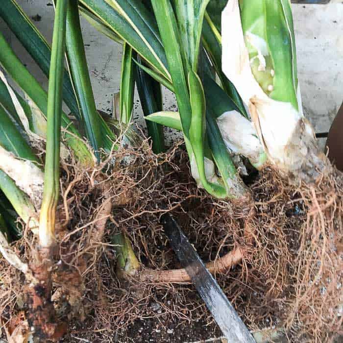 Complete Guide to 3 Simple Ways to Propagate Sansevieria Successfully