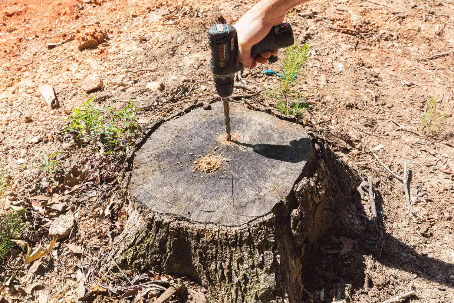 How to Remove a Tree Stump with Chemicals Easily And Effectively