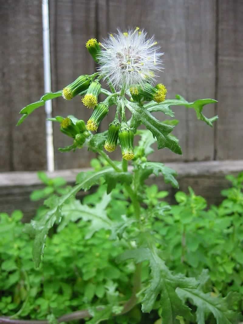 7 Reasons Herbalists Love Groundsel And Why You Should Too