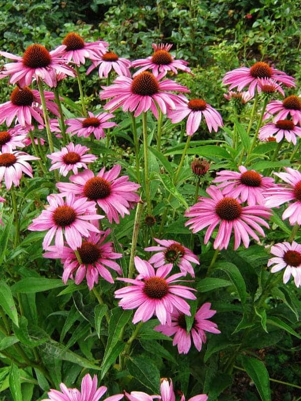 How Echinacea Can Transform Your Health: 6 Key Benefits Explained