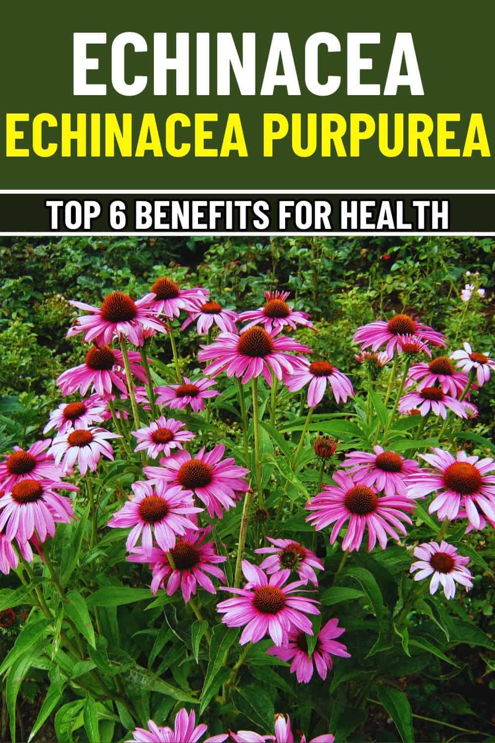 How Echinacea Can Transform Your Health: 6 Key Benefits Explained