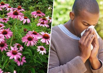 How Echinacea Can Transform Your Health: 6 Key Benefits Explained