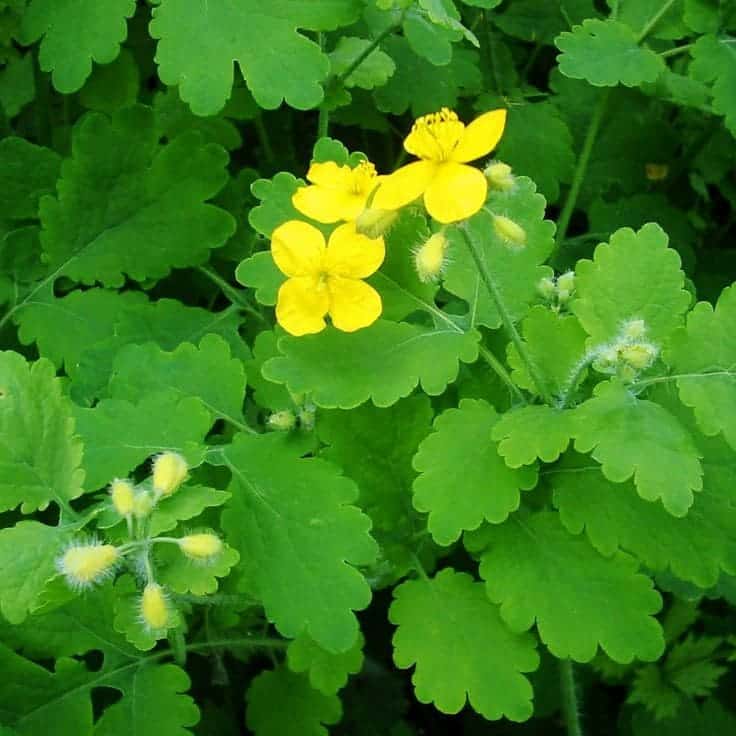 The 5 Most Outstanding Health Benefits of Chelidonium Majus