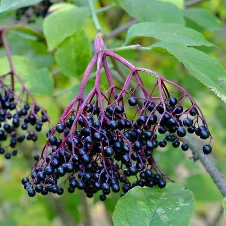 Do You Know Elderberry Can Combat the Flu Virus?