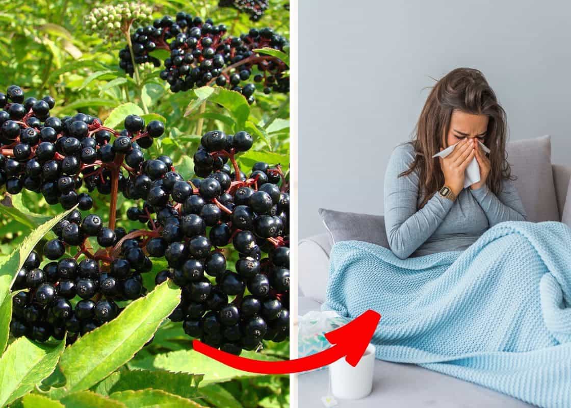 Do You Know Elderberry Can Combat the Flu Virus?