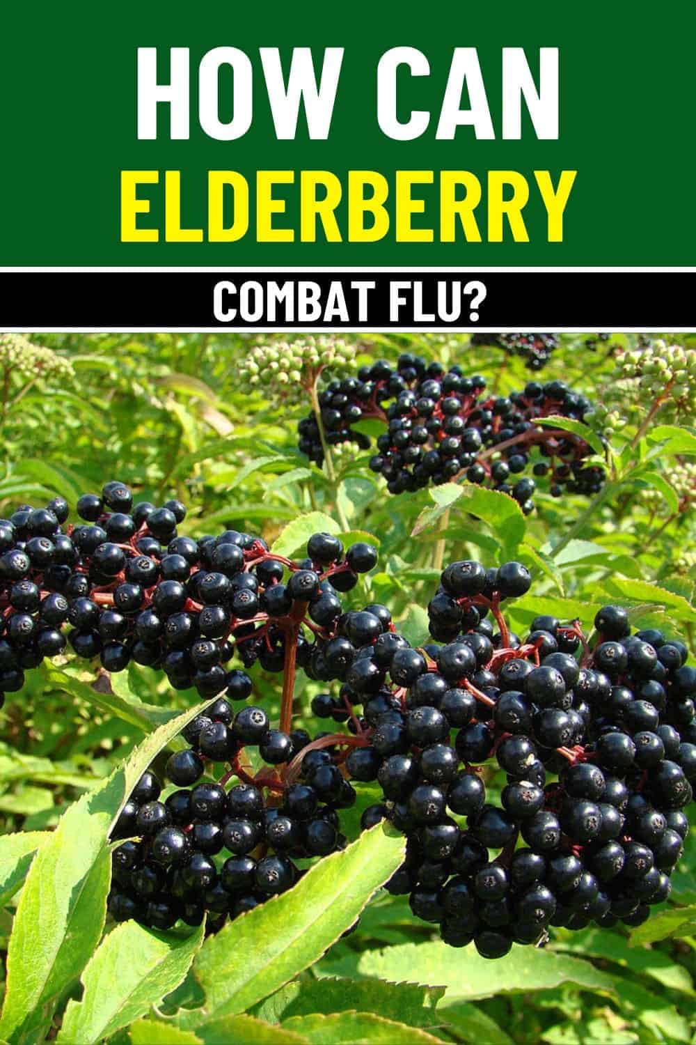 Do You Know Elderberry Can Combat the Flu Virus?