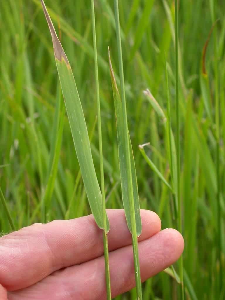 8 Surprising Healing Potentials of Quackgrass You Might Overlook