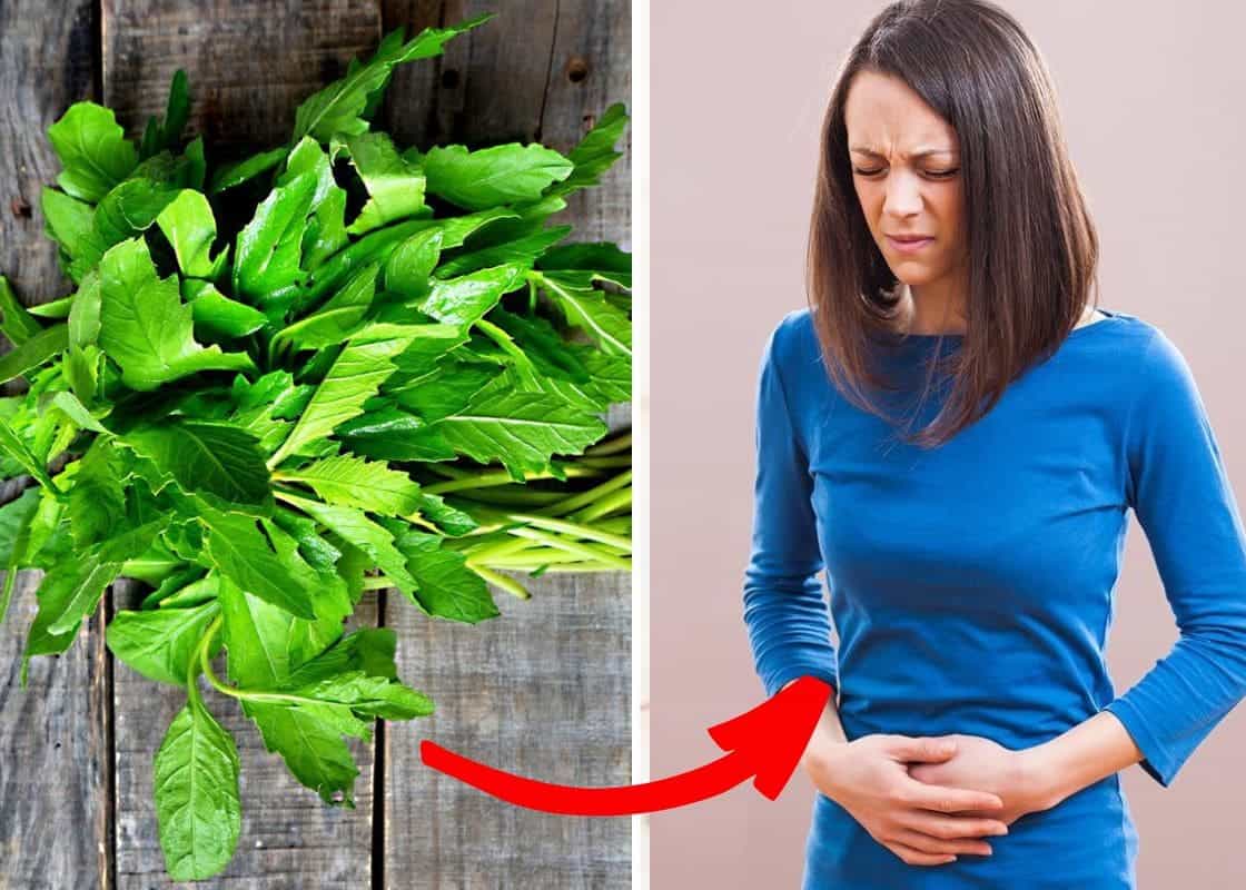 Is Epazote the Herbal Remedy You’ve Been Missing? Discover Its 7 Health Benefits