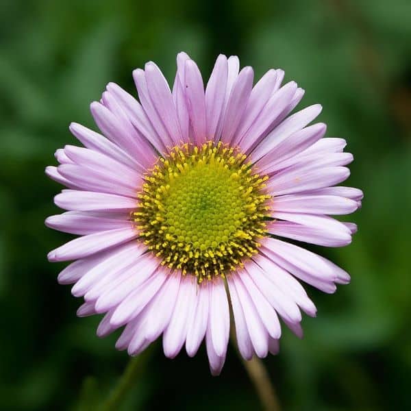 Is Fleabane the Secret to Better Health You’ve Been Overlooking?