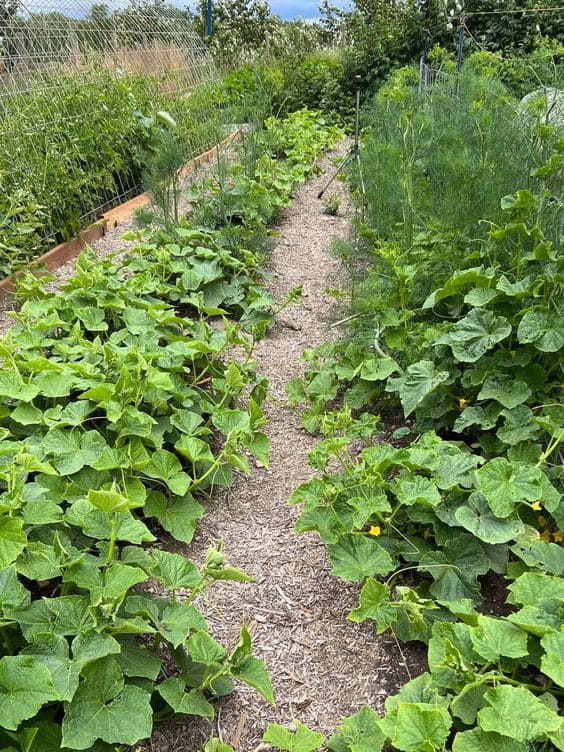 The Ultimate Guide to No-Till Gardening for Healthier Soil and Happier Plants