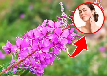 8 Amazing Health Benefits of Fireweed Your Body Needs