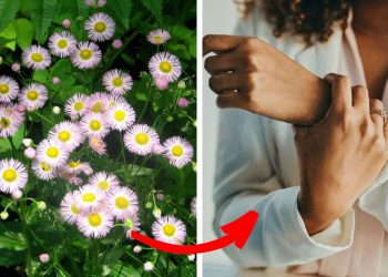 Is Fleabane the Secret to Better Health You’ve Been Overlooking?