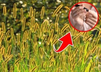 Do You Know Why Foxtail Grass Is a Hidden Health Gem?