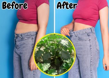 7 Remarkable Health Benefits of Garden Egg Leaf You Need to Know