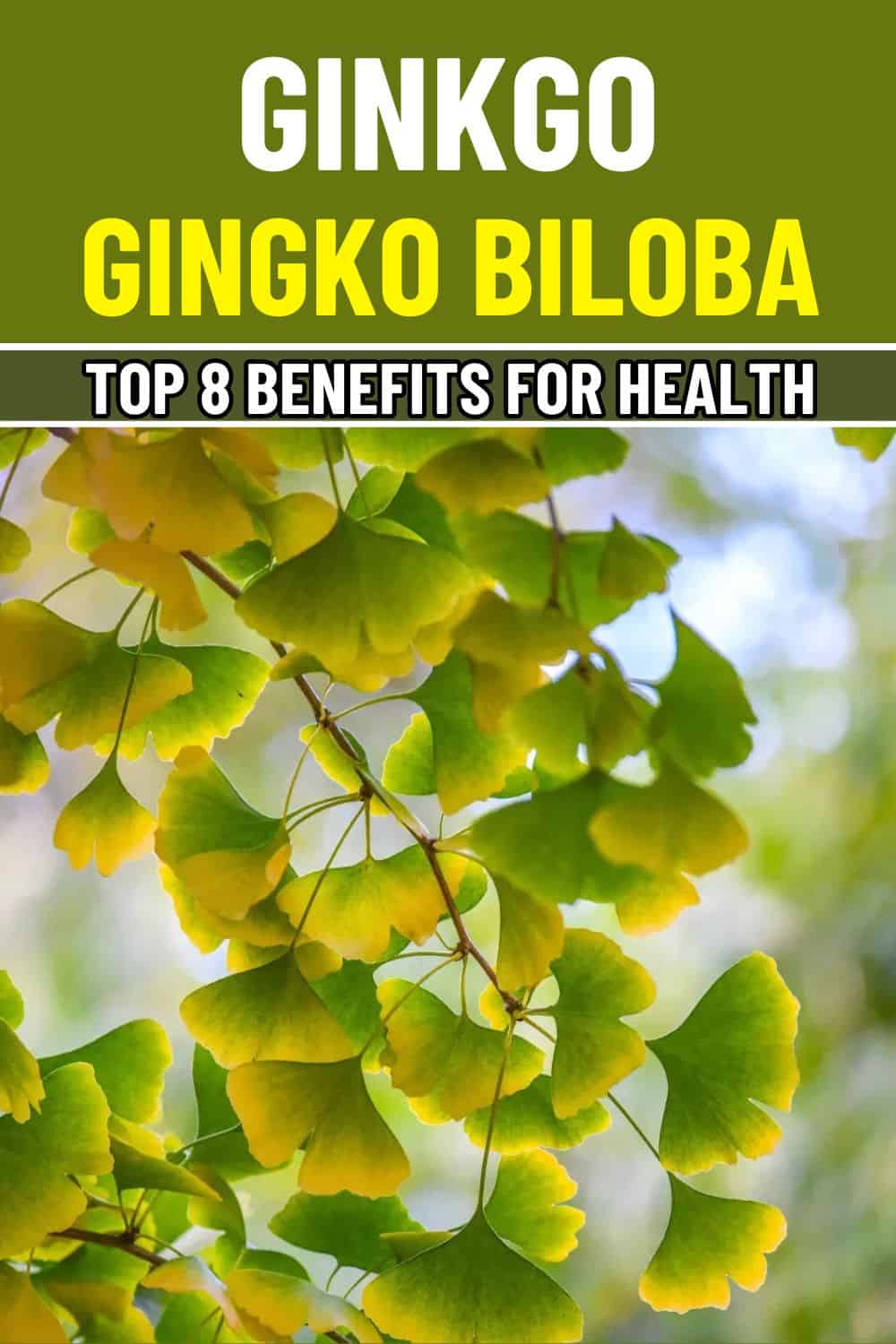 8 Powerful Ways Ginkgo Biloba Can Enhance Your Mind and Body