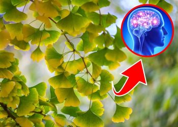 8 Powerful Ways Ginkgo Biloba Can Enhance Your Mind and Body