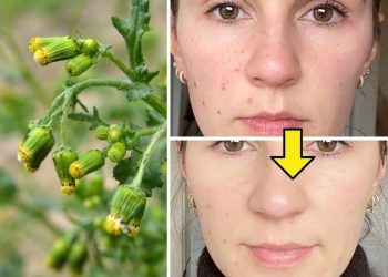 7 Reasons Herbalists Love Groundsel And Why You Should Too