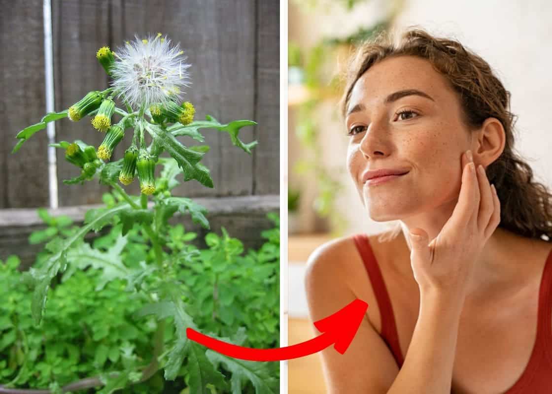 7 Reasons Herbalists Love Groundsel And Why You Should Too