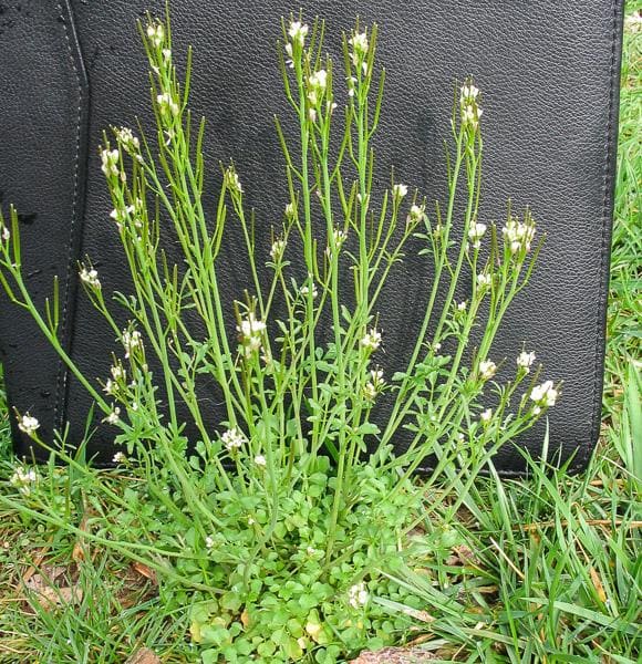 Top 7 Health Benefits of Hairy Bittercress: A Nutrient-Dense Supergreen