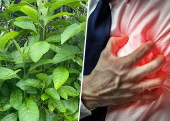 10 Remarkable Health Benefits of Bitter Leaf You Should Know 10 Remarkable Health Benefits of Bitter Leaf You Should Know