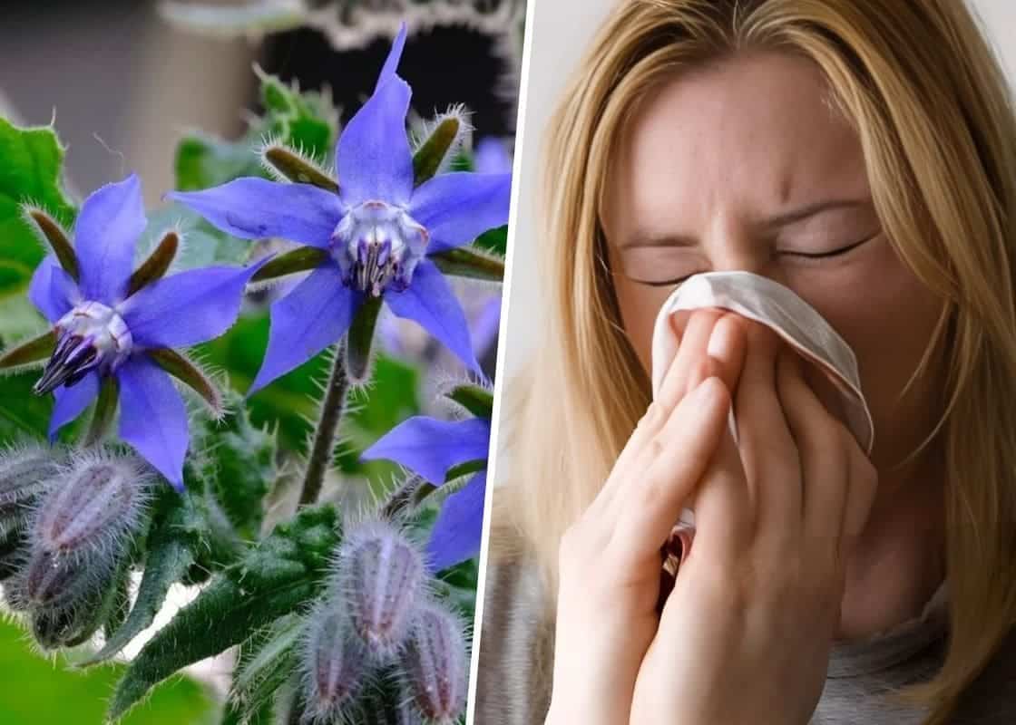 Borage: A Nature’s Versatile Herb With 9 Health Benefits