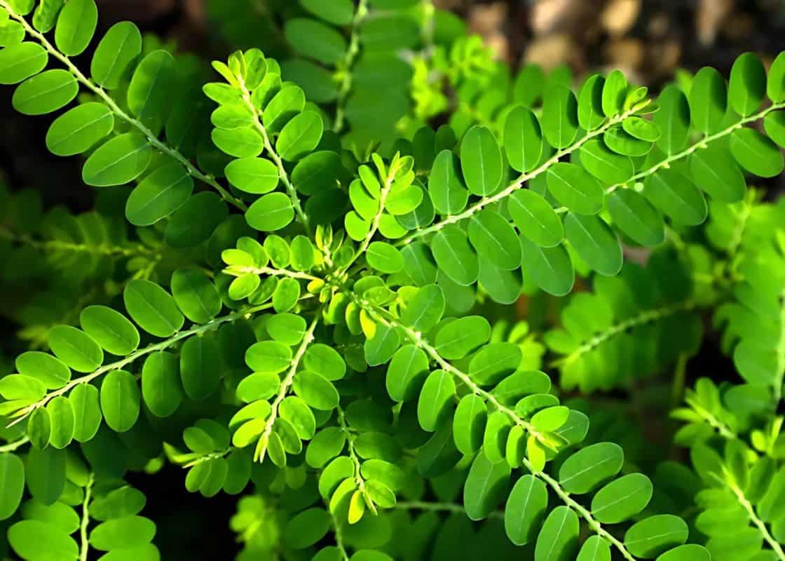 Top 10 Health Benefits of Chanca Piedra You Need to Know