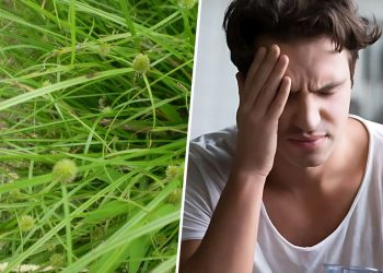 Top 5 Outstanding Health Benefits of Kyllinga Brevifolia