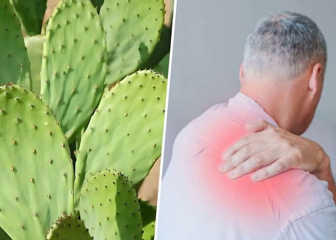 9 Amazing Health Benefits of Nopal Cactus You Need to Know