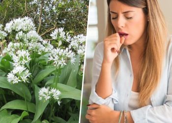 9 Amazing Health Benefits of Ramsons: Nature’s Wild Superfood