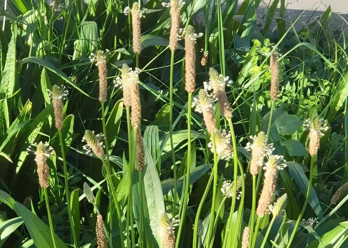 Top 7 Remarkable Health Benefits of Ribwort Plantain