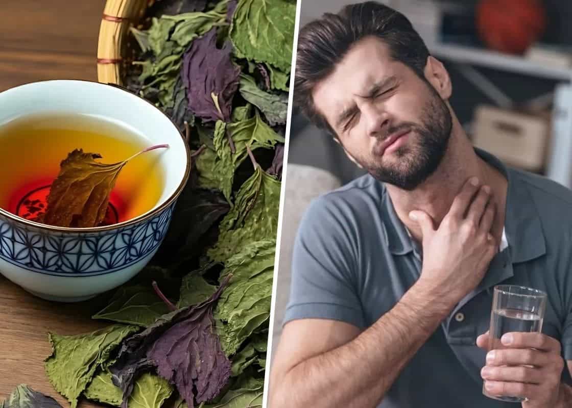 Explore Top 10 Amazing Health Benefits of Shiso Tea