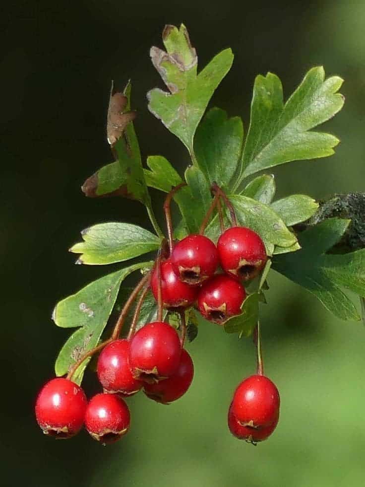 Top 9 Impressive Health Benefits of Hawthorn You Can't Miss