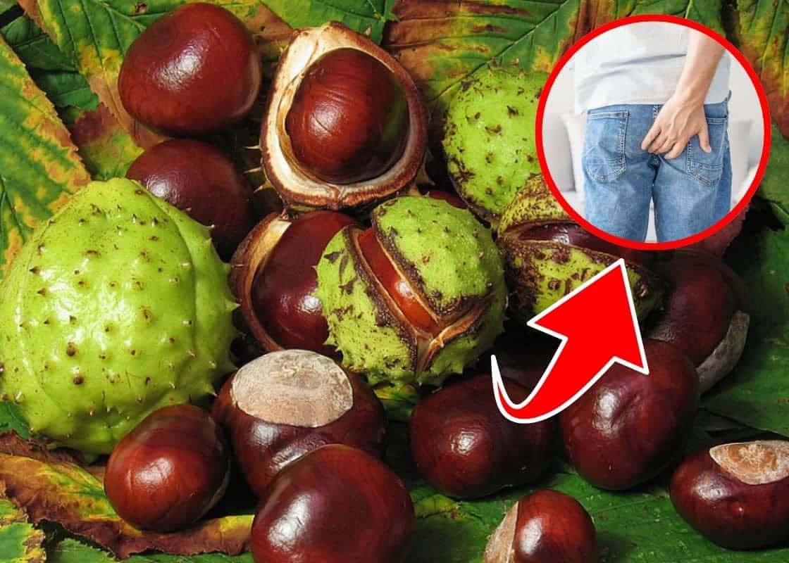 7 Powerful Health Benefits of Horse Chestnut You Should Know