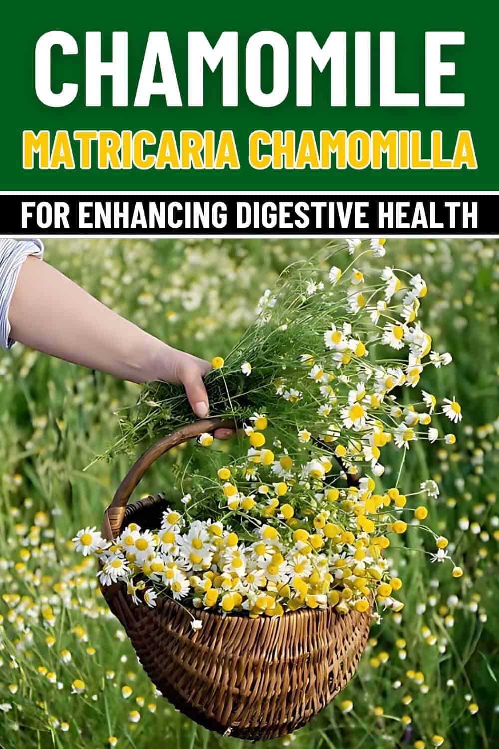 How Chamomile Enhances Digestive Health A Natural Remedy Backed by Science