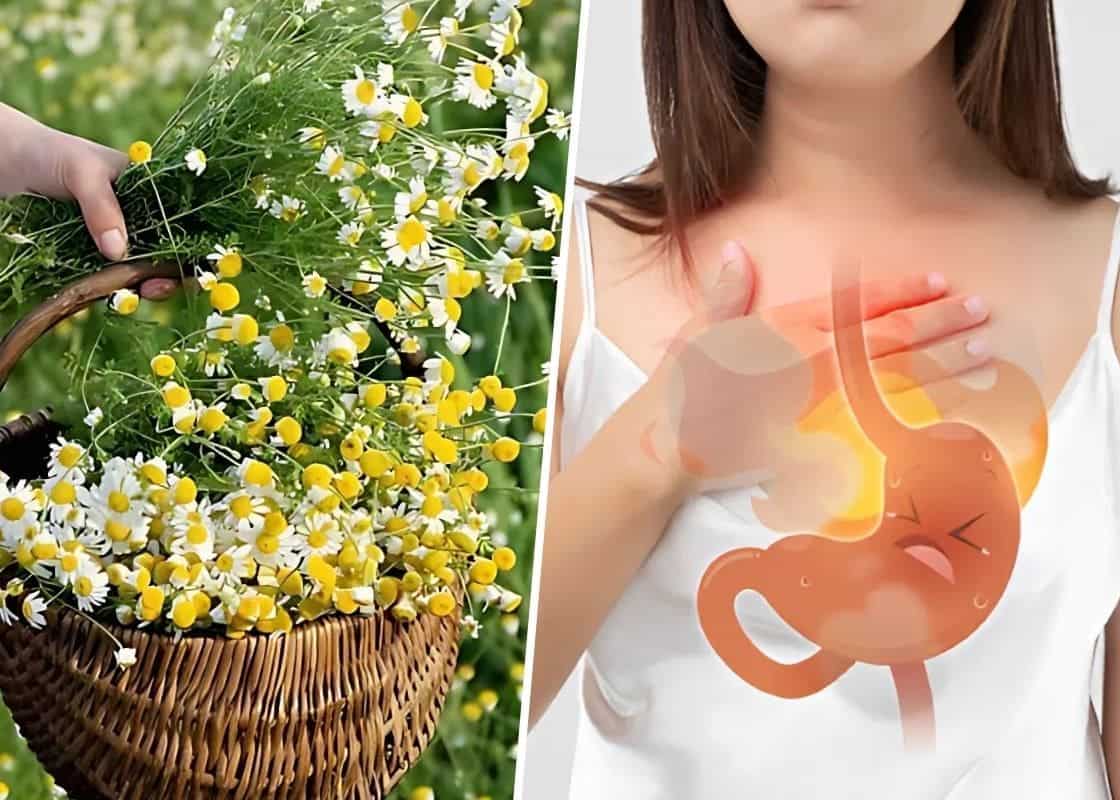 How Chamomile Enhances Digestive Health: A Natural Remedy Backed by Science