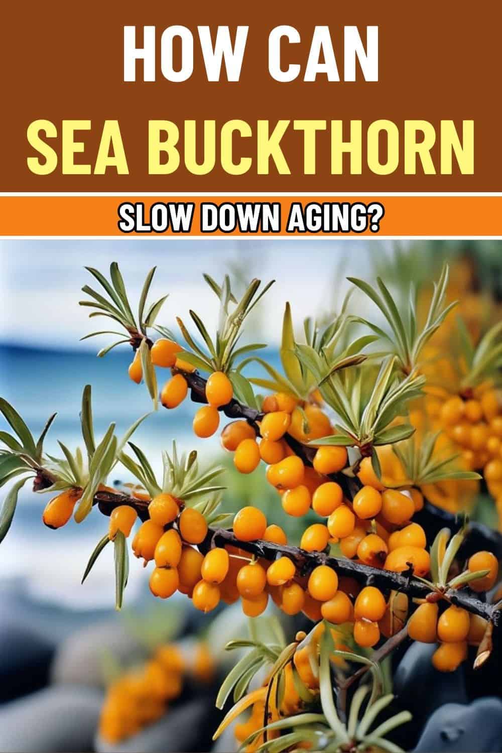 How Sea Buckthorn Can Help Slow Down Your Aging Process