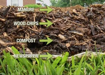 The Ultimate Guide to No-Till Gardening for Healthier Soil and Happier Plants The Ultimate Guide to No-Till Gardening for Healthier Soil and Happier Plants