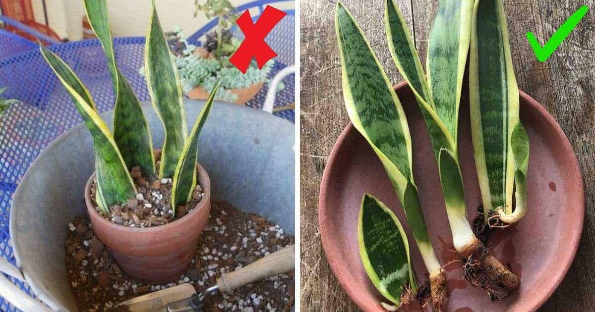 Complete Guide to 3 Simple Ways to Propagate Sansevieria Successfully