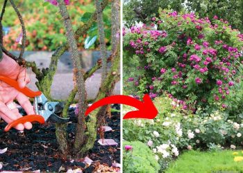 A Step-by-Step Guide to Pruning Rose Bushes: When and How to Do It Right