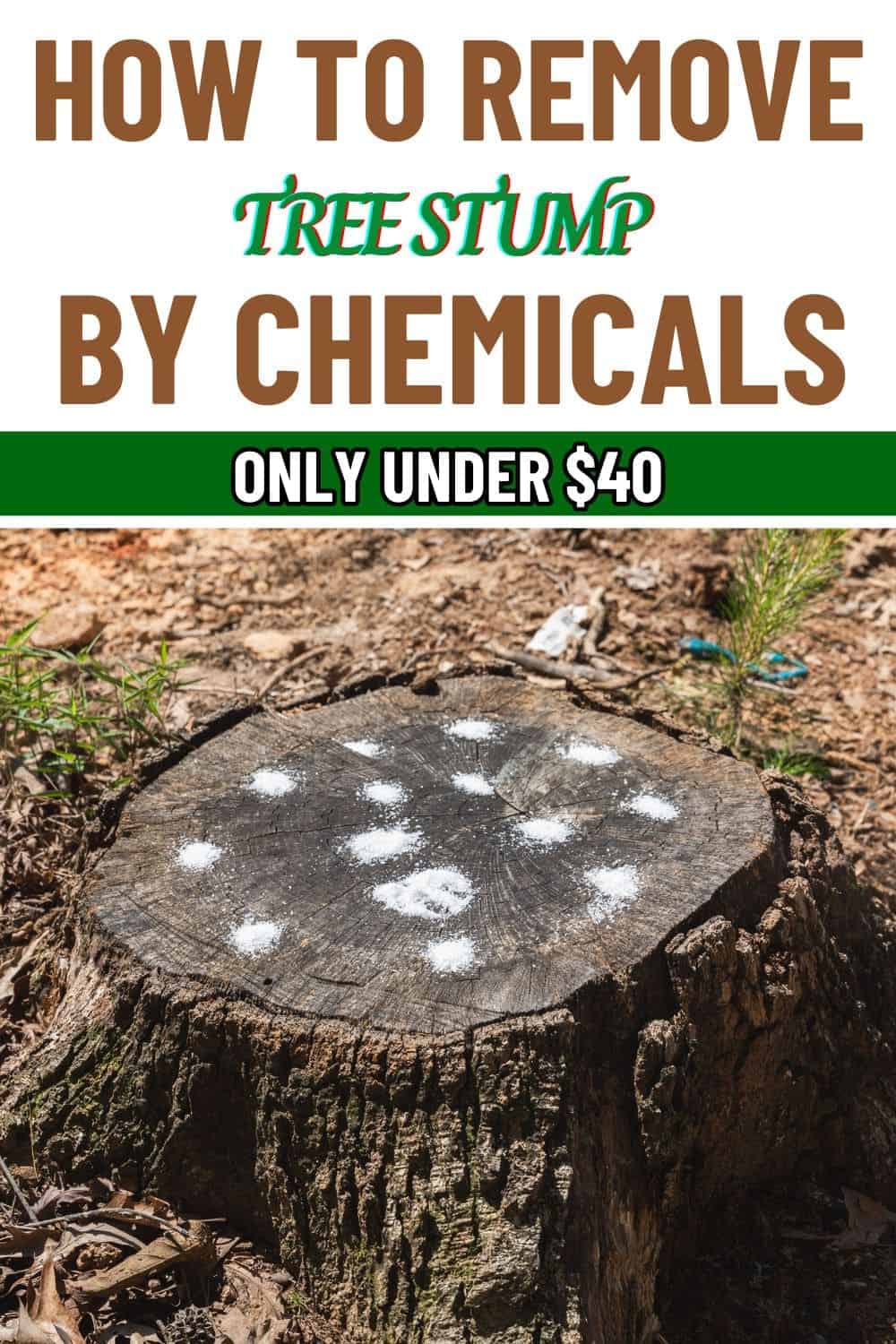 How to Remove a Tree Stump with Chemicals Easily And Effectively