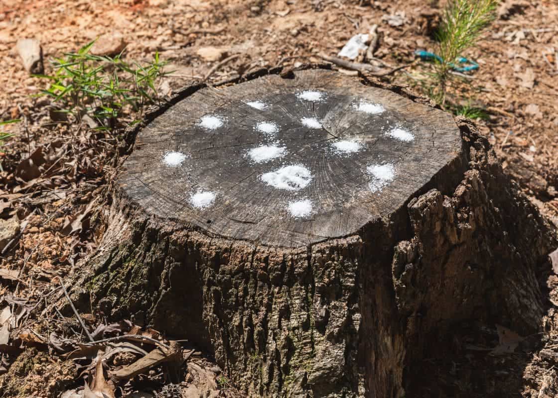 How to Remove a Tree Stump with Chemicals Easily And Effectively