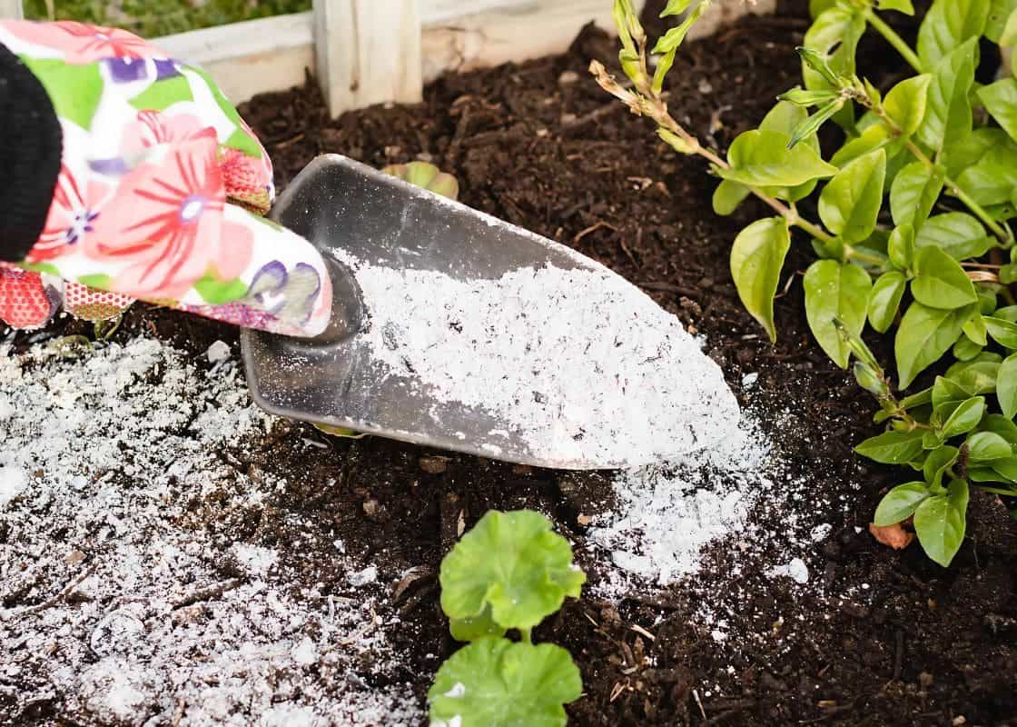 How to Use Ash in Gardening: Benefits, Precautions, and Best Practices