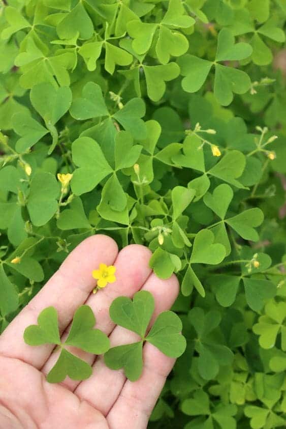 Top 5 Remarkable Health Benefits of Wood Sorrel