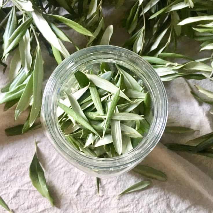 Top 6 Health Benefits of Olive Leaves And Recommended Dosage