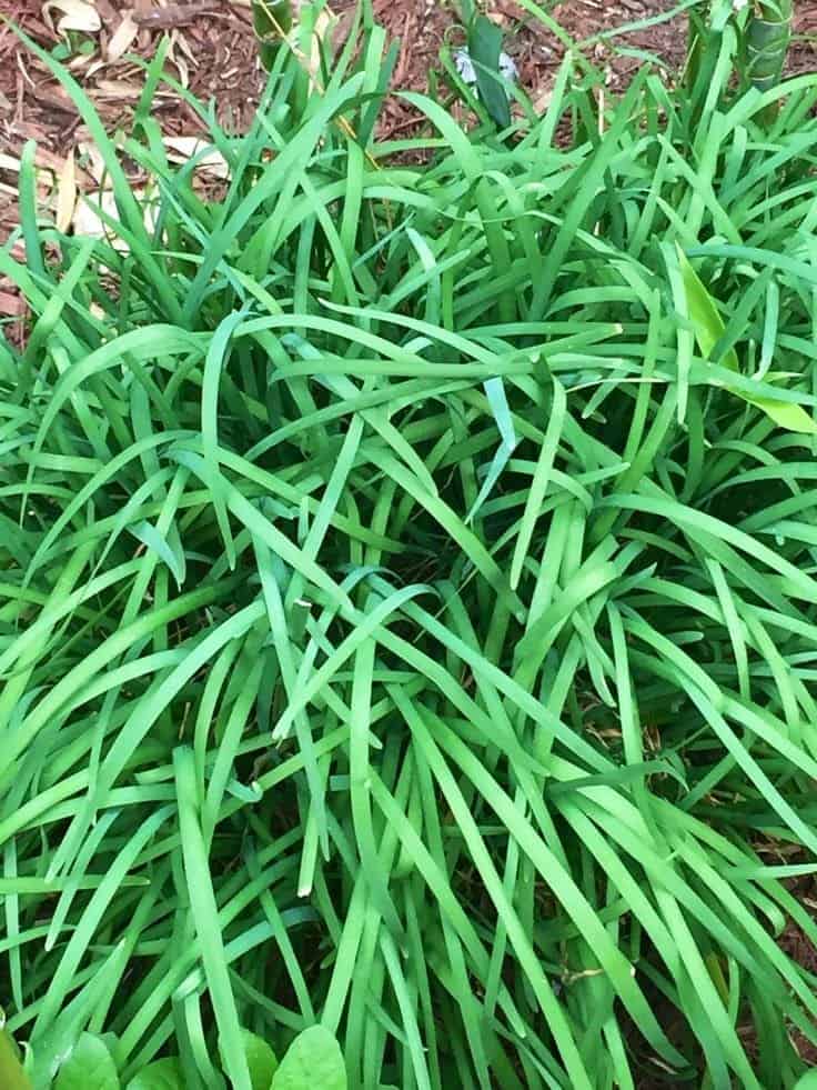 7 Incredible Health Benefits of Chinese Chive Leaves You Shouldn’t Miss