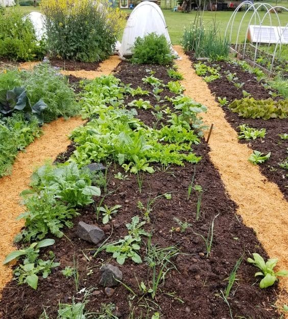 The Ultimate Guide to No-Till Gardening for Healthier Soil and Happier Plants