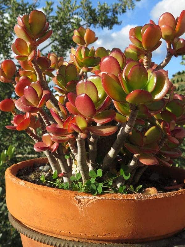 Can the Jade Plant Really Improve Your Health? Discover Its Surprising Benefits