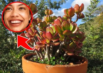 Can the Jade Plant Really Improve Your Health? Discover Its Surprising Benefits