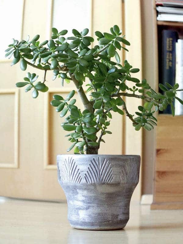 Can the Jade Plant Really Improve Your Health? Discover Its Surprising Benefits